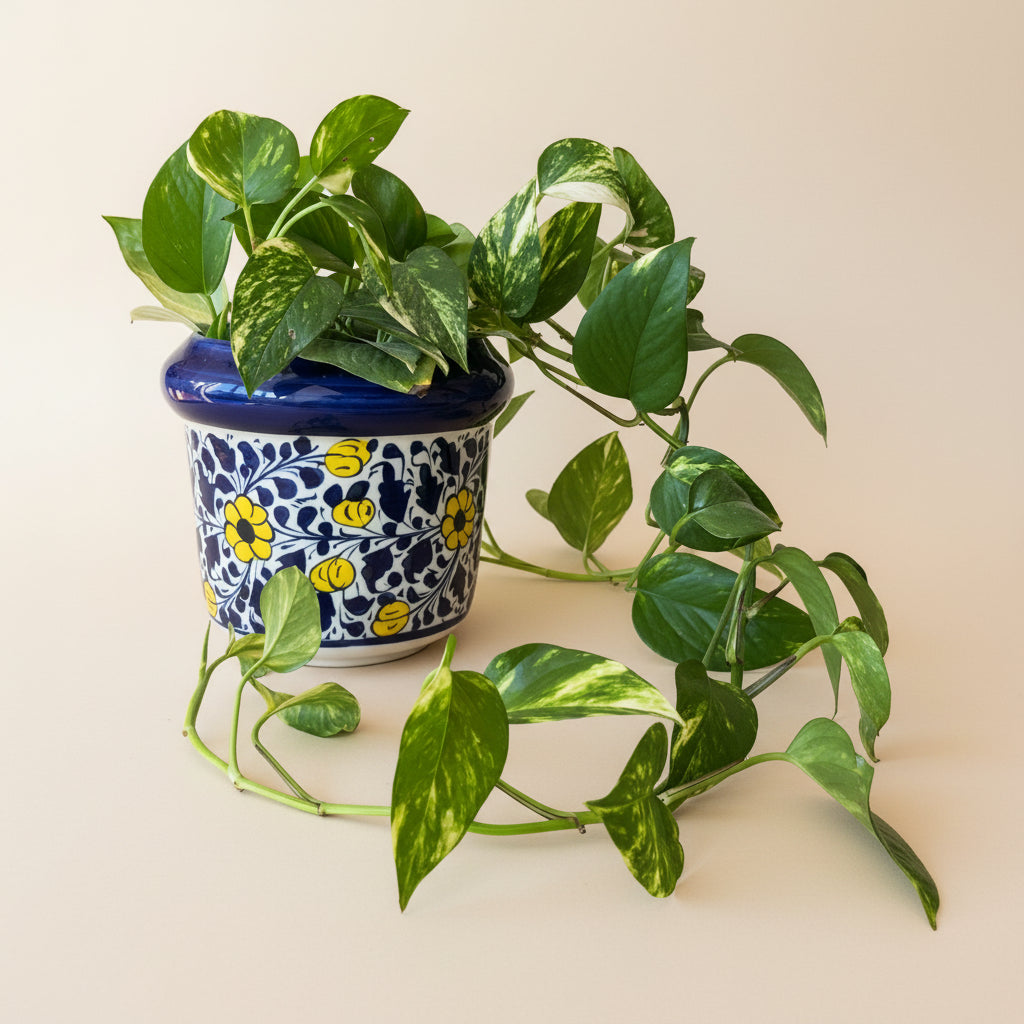 Flower Pot